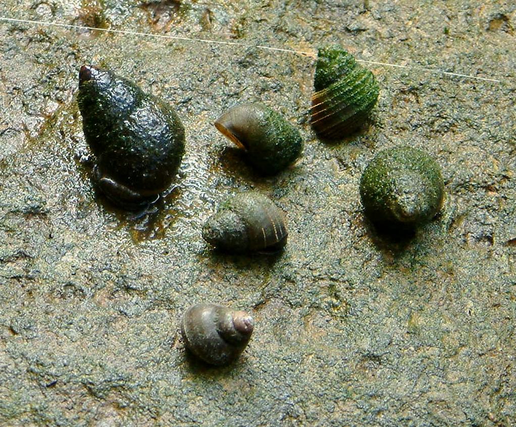  p>圆田螺(cipangopaludina)属为淡水中习见的大型螺类,分布较广,栖于