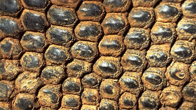  p>科莫多巨蜥,学名 b> i>varanus komodoensis /i> /b>(ouwens,1912)