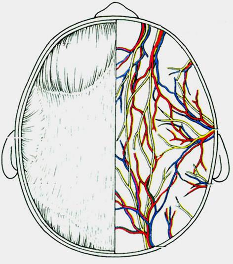 顶枕区境界前为眶上缘,后为枕外隆凸和上项线,两侧借上颞线与颞区分界
