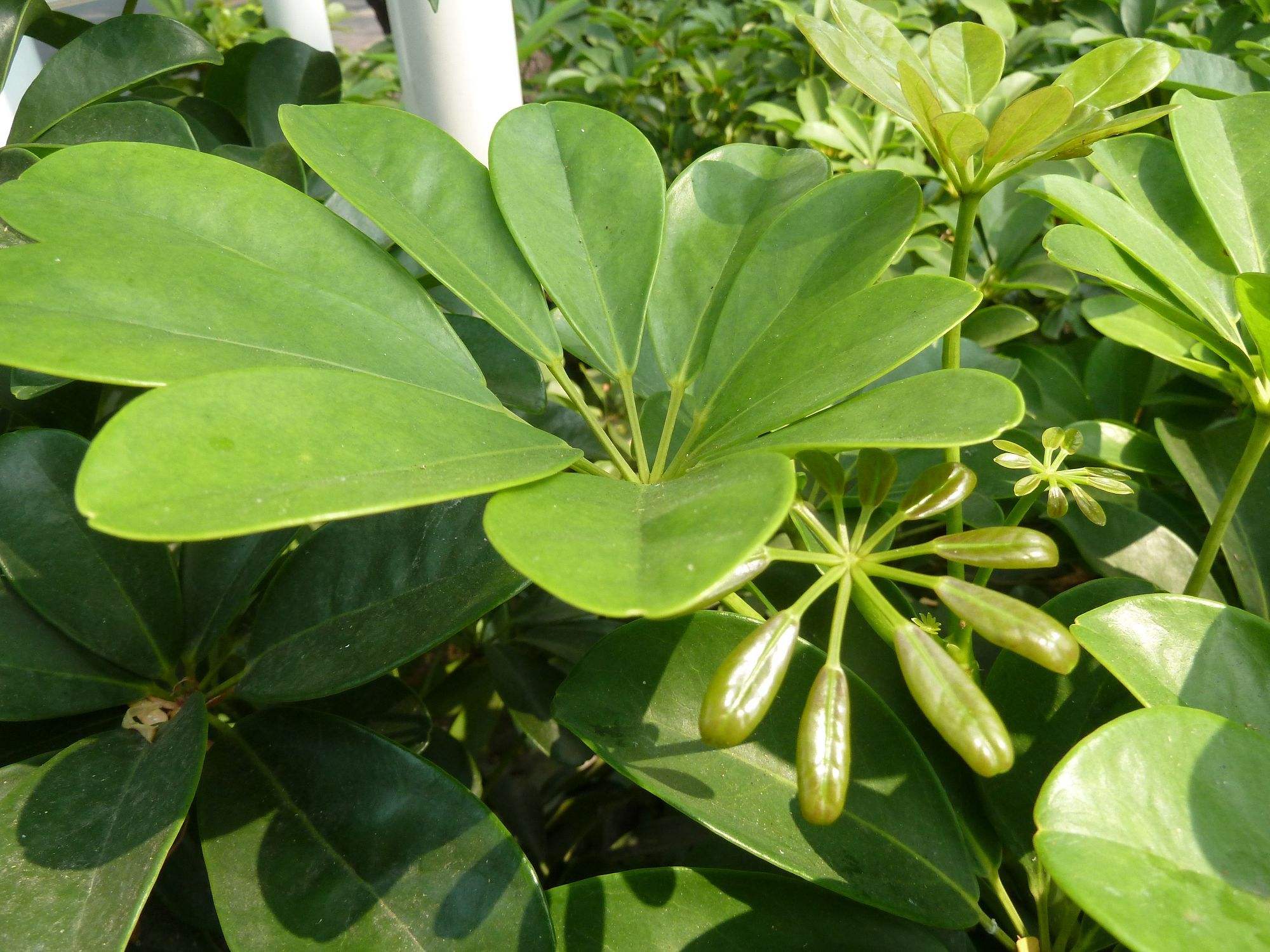 五加科,鹅掌柴属藤状灌木,叶柄纤细,圆锥花序顶生,花白色,花期7月