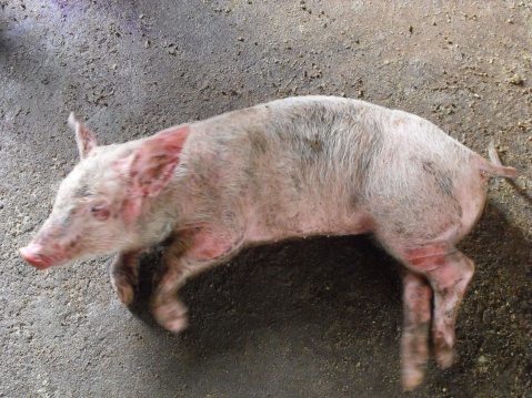 猪败血性链球菌病