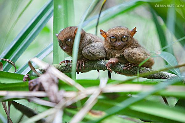  p>眼镜猴(学名:philippine tarsier),又称 a href="#" data-lemmaid=