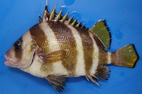 体重200～400克,背鳍前高度隆起,前鳃盖骨后缘具细锯齿,体被细栉鳞