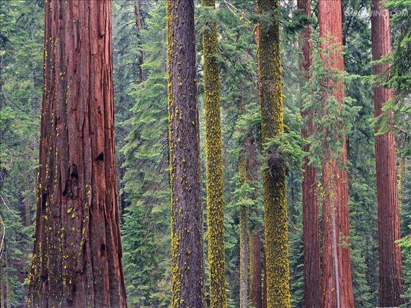 是杉科北美红杉属植物,大乔木,在原产地高达110米,胸径可达8米;树皮