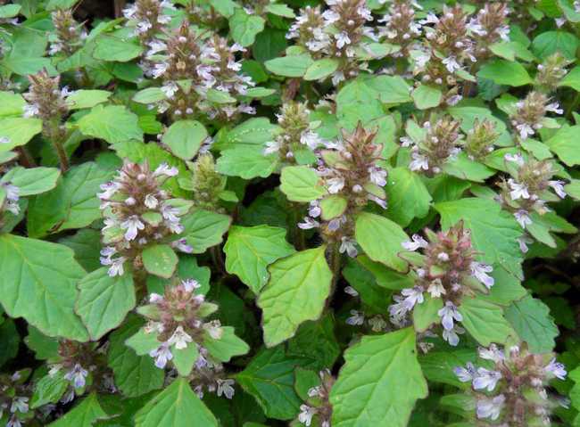  p>夏枯草(学名: i>prunella vulgaris  /i>l),别名:麦穗夏枯草,铁线