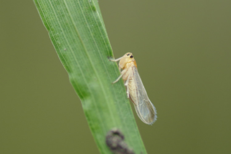  p>昆虫名,为同翅目,叶蝉科.分布在黄河以南,四川西昌以东.