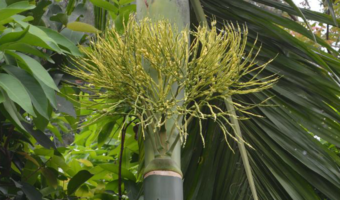  p>假槟榔(学名: i>archontophoenix alexandrae /i> (f. muell.) h.