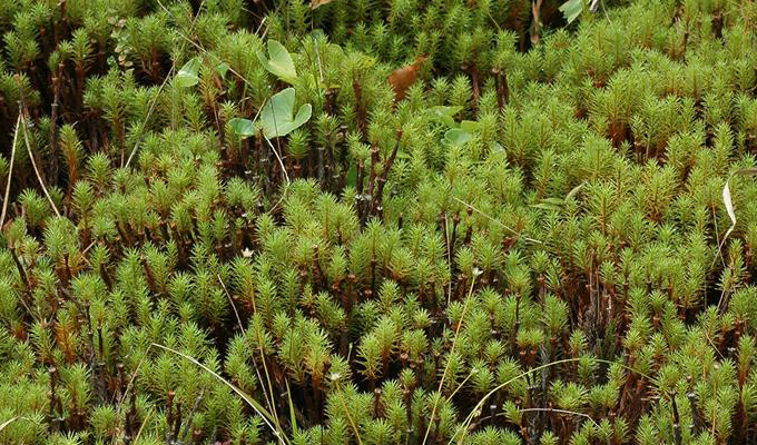  p>金发藓属为苔藓植物,植物体高数至数十厘米.