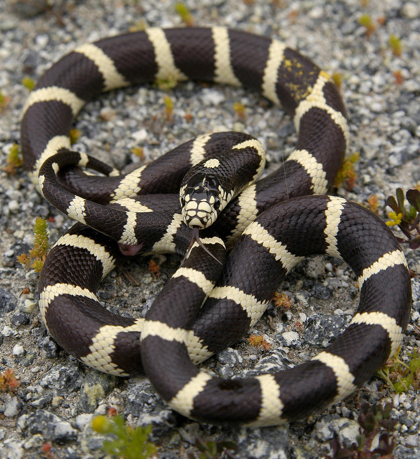  p>王蛇(kingsnake),又名皇帝蛇.