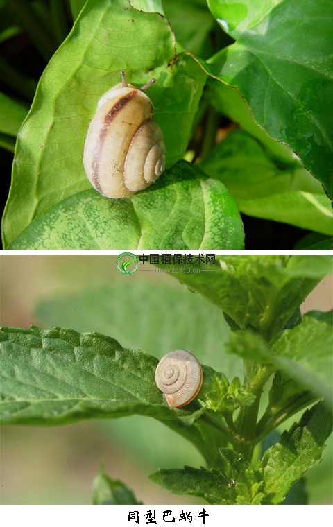 棉花同型巴蜗牛