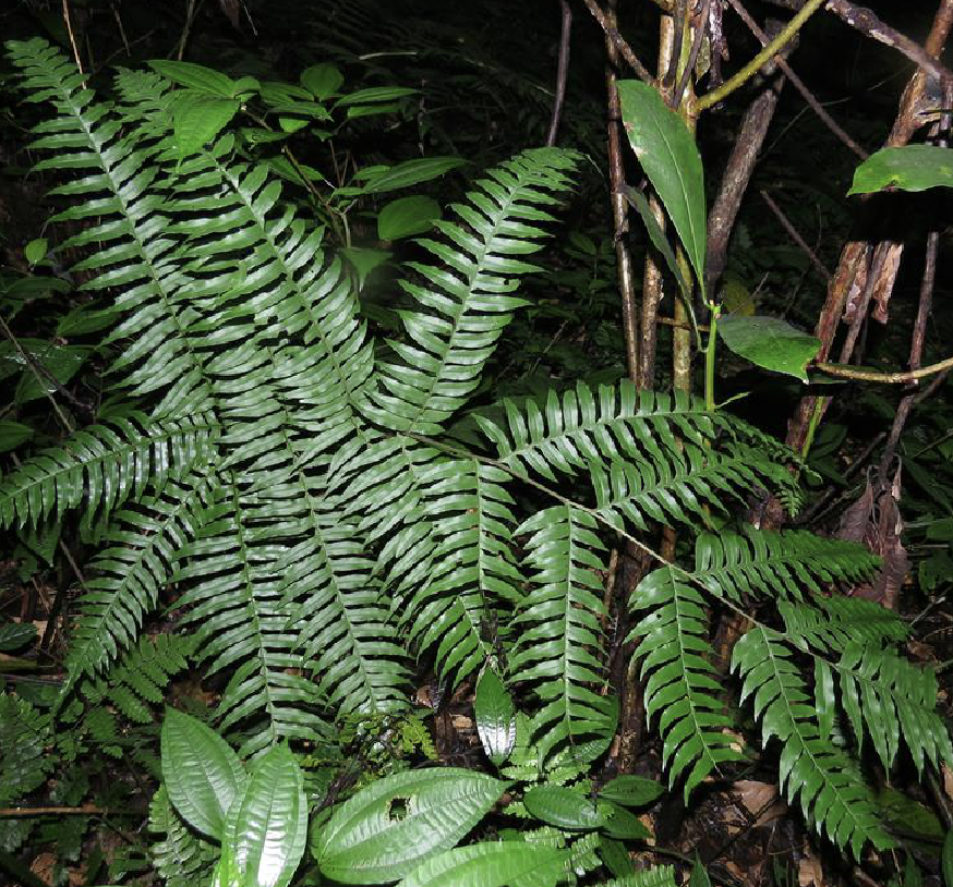  p>溪边凤尾蕨(学名: i>pteris /i>  i>excelsa /i> gaudich.