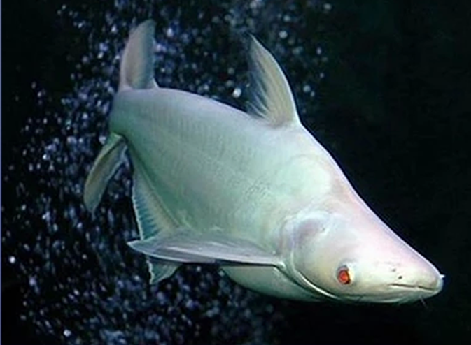  p>淡水白鲨,俗名:珍珠鱼, a href="#" data-lemmaid="168507">水晶