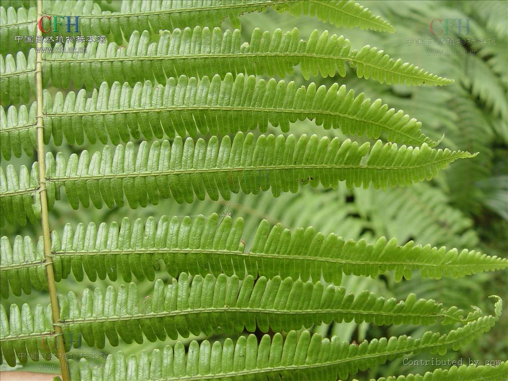 茎;叶片一囘羽状,或由于顶芽不发育,主轴都为一囘至多同二叉分枝或 a