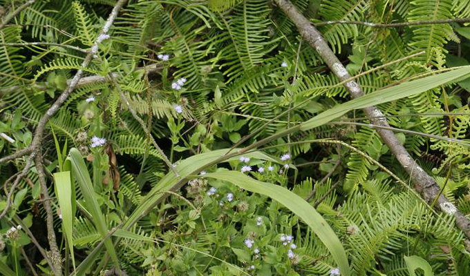  p>毛俭草属是禾本科,高粱族, a target="_blank" href="/item/筒轴茅