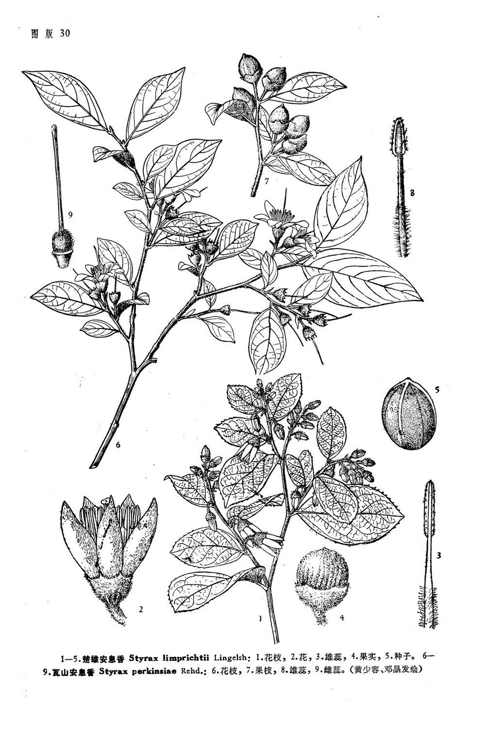  p>楚雄安息香(学名:styrax limprichtii lingelsh.