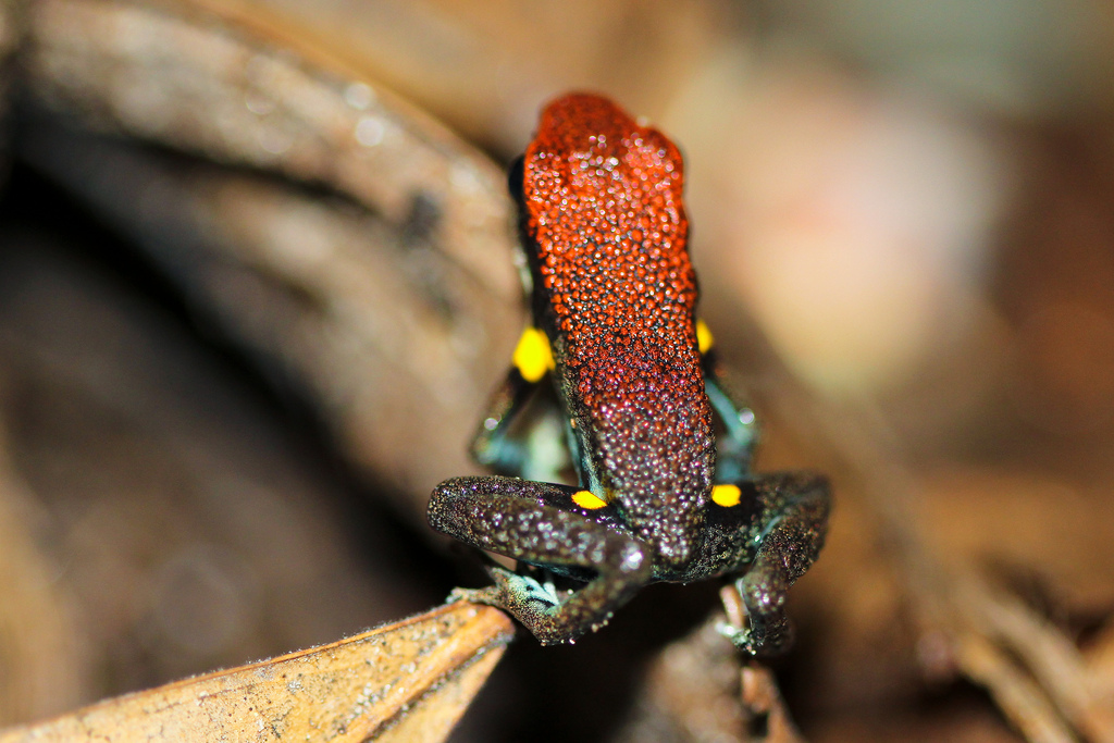  p>萨氏箭毒蛙是主要分布于厄瓜多尔及秘鲁的一种箭毒蛙,亚热带或热带