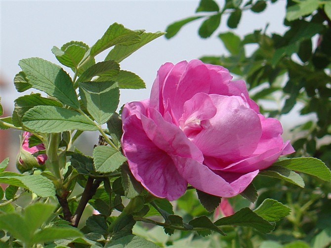 紫枝玫瑰