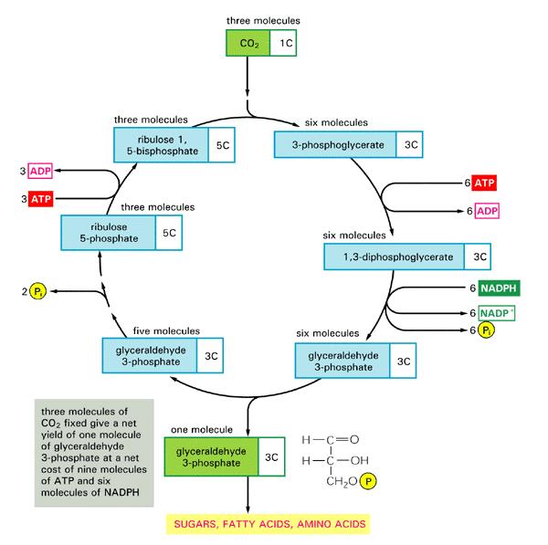  p> a>卡尔文 /a>循环(calvin cycle),一译 a href="#" data-lemmaid=
