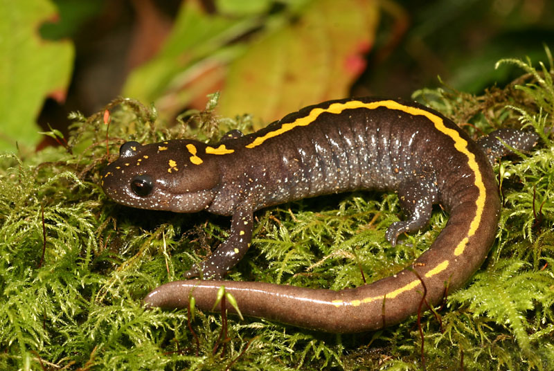 属有尾目,钝口螈科.