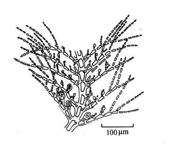  p>对丝藻的藻体纤细,丝状,丛生,由单列细胞组成,高0.5~1.