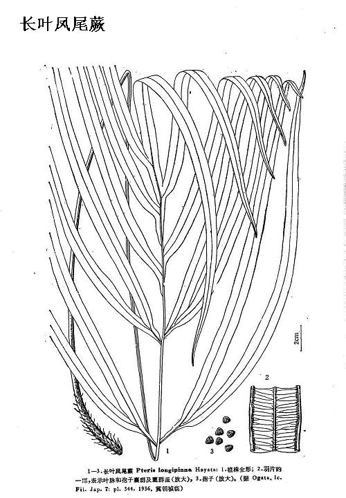 pteris longipinna