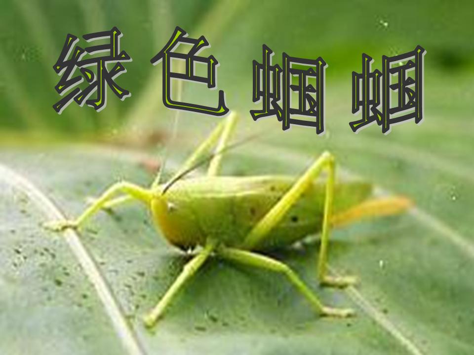 绿蝈蝈