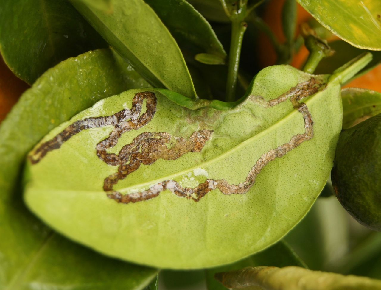 >潜叶蝇属 a target="_blank" href="/item/双翅目">双翅目 /a>潜蝇科