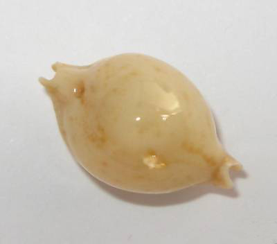  p>珍珠宝螺是一种宝螺科,宝螺属的贝类动物. /p>