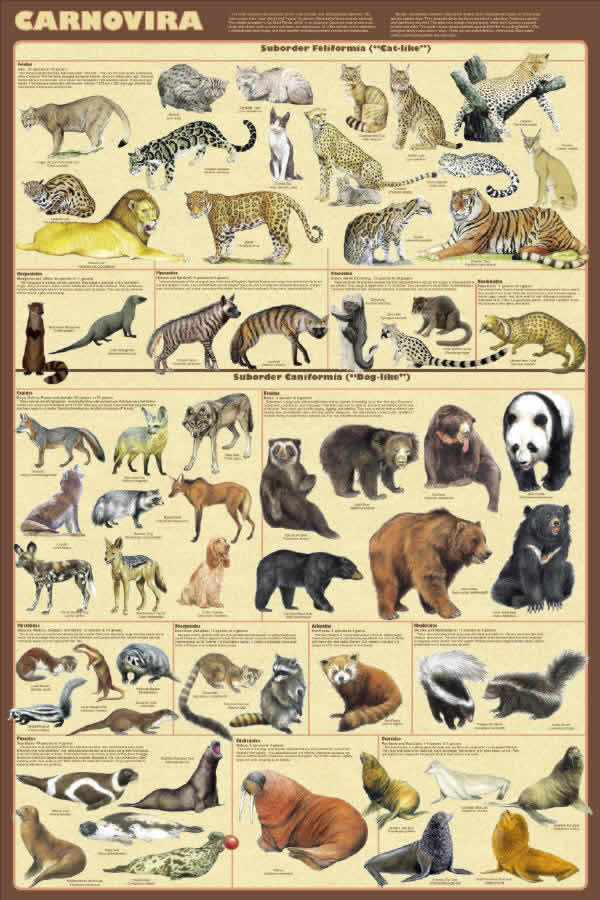 class="ref" data-ctrid="tftylrub0w9e">哺乳纲,属于脊椎动物亚门纲