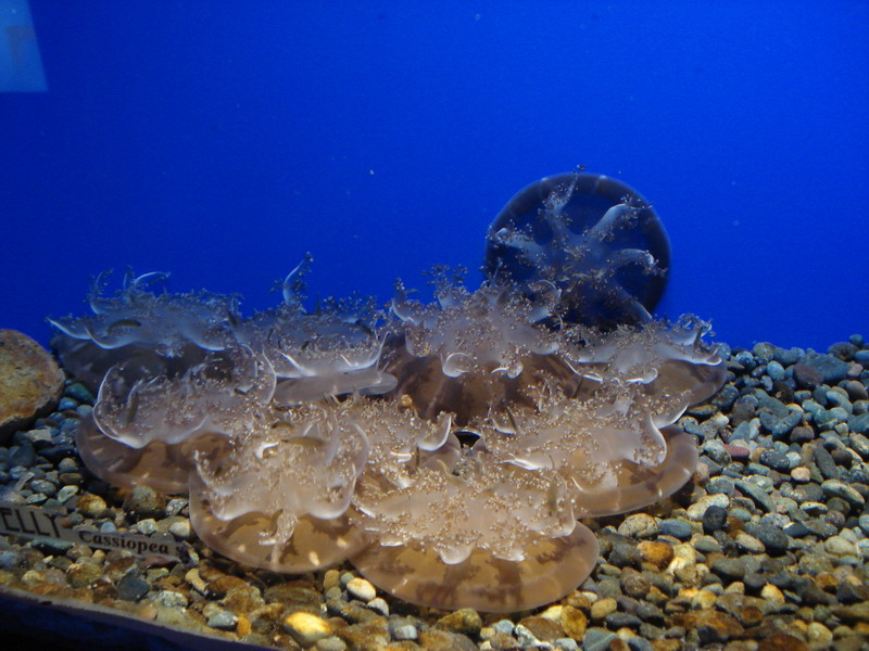  p data-id="tiugteunrqgv">北极霞水母是旗口水母目霞水母科霞水母属