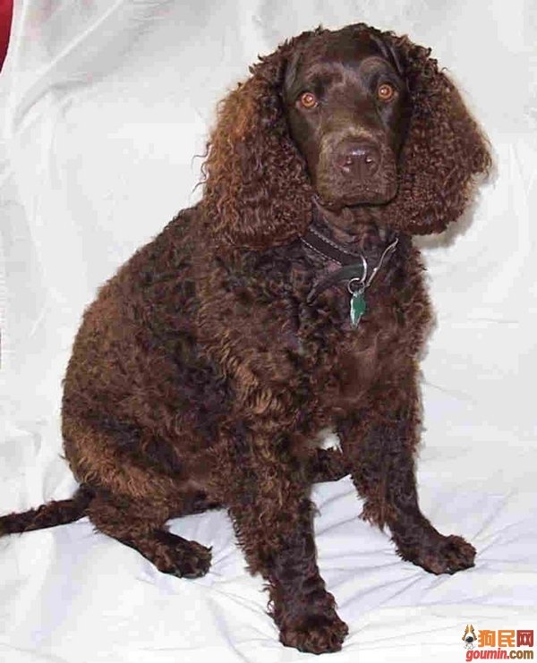 大型美国水猎犬