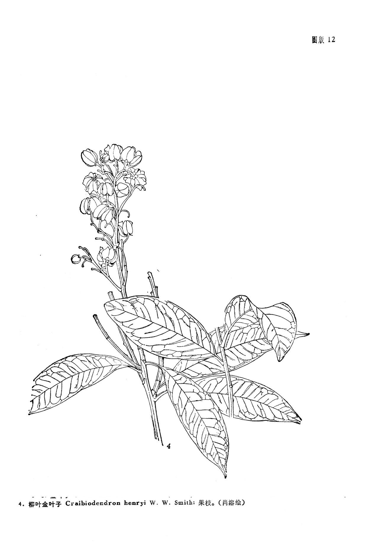 smith)是杜鹃花科金叶子属植物,金叶子属的小乔木,高8-15米;树皮