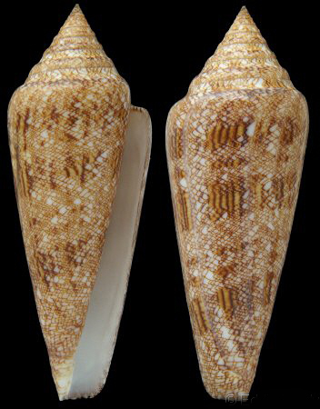  p>海之荣光芋螺(conus gloriamaris )是一种芋螺科cylinder属类生物