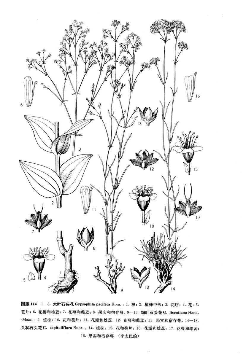  p data-id="gnatichval">细叶石头花( i>gypsophila licentiana /i>