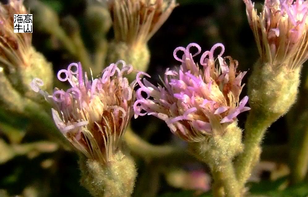  p>茄叶斑鸠菊(学名: i>vernonia solanifolia /i> benth.