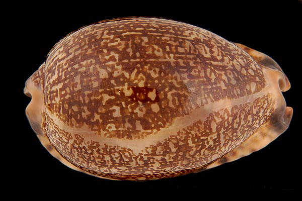  p>大阿文宝螺(学名:mauritia arabica immanis)是