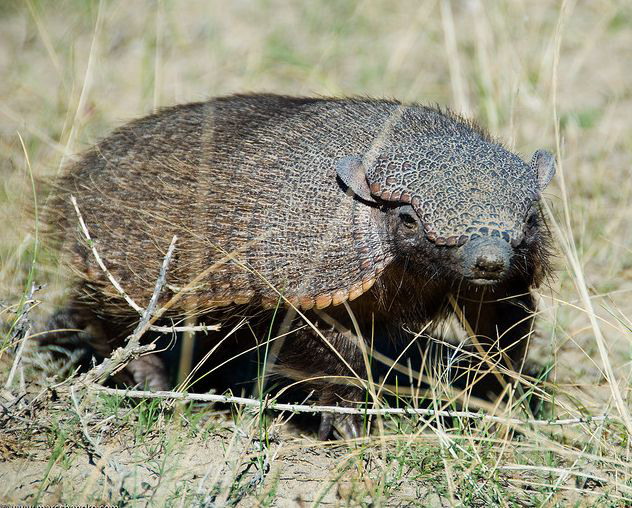screaming hairy armadillo