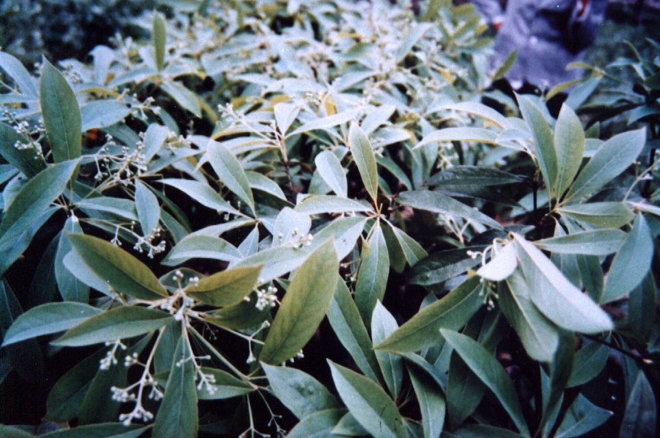 楠木（樟科楠属植物）_百度百科