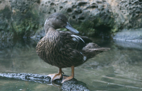  p>麻斑鸭(学名:anas melleri)属鸭科鸭属中型 a target="_blank"