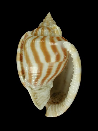 条纹鬘螺