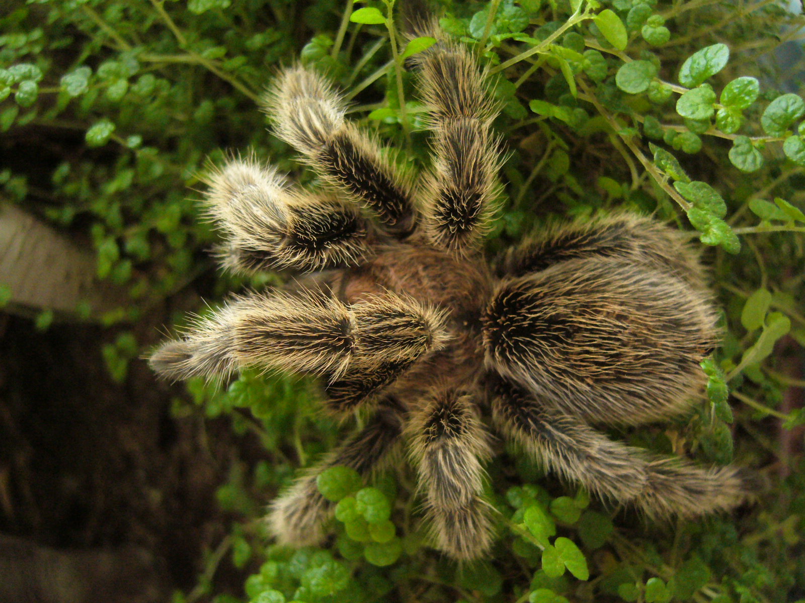  p>红玫瑰蜘蛛原产于智利的荒漠中.