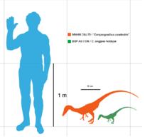  p>美颌龙(学名:compsognathus)又称细颚龙,细颈龙,新颚龙,秀颚龙,是