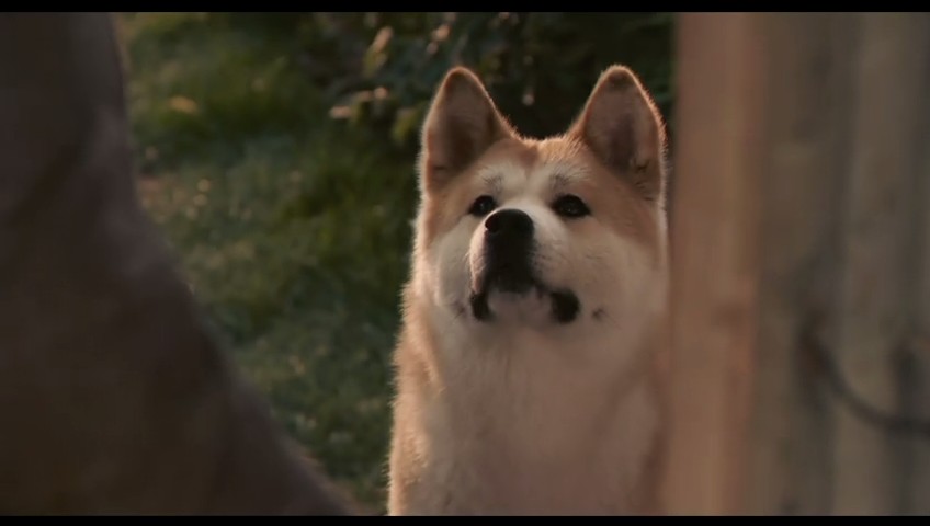 八公忠犬的故事