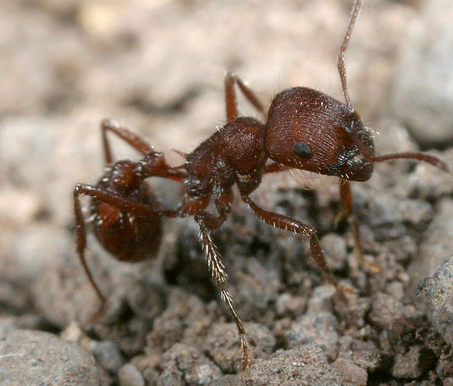 西方收获蚁(学名:pogonomyrmex occidentalis)是一种具社会性生活习性