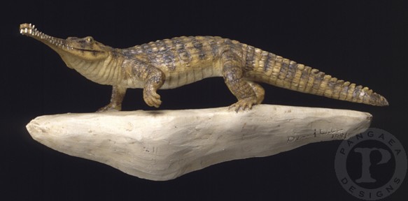  p>狂齿鳄,属于副鳄类.生活在2.