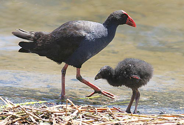 porphyrio porphyrio bellus
