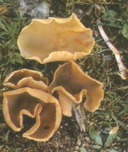  p>泡质盘菌, i>peziza vesicalosa /i> bull.:fr.