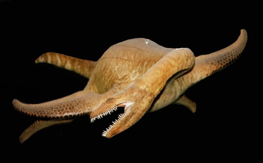  p>棱长颈龙生活的时代侏罗纪后期,名称含义:长长的颈,体长4-8米,食性