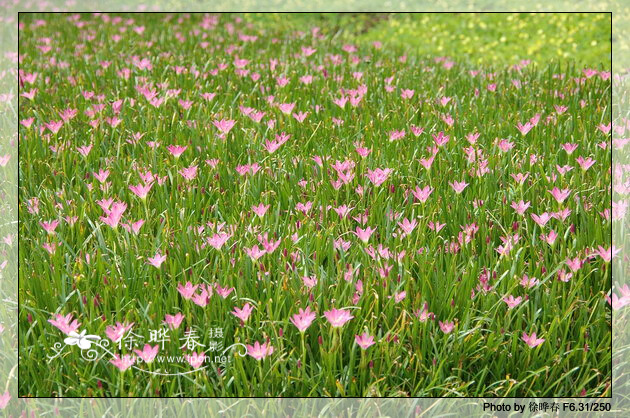  p data-id="gnwkfw79xx">小韭兰学名玫瑰韭莲( i>zephyranthes rosea