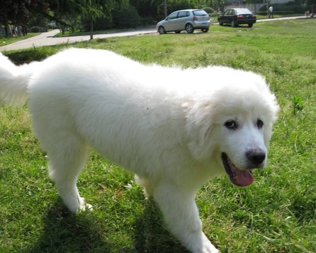  p>雪獒,全身雪白的 a target="_blank" href="/item/藏獒/5311" data